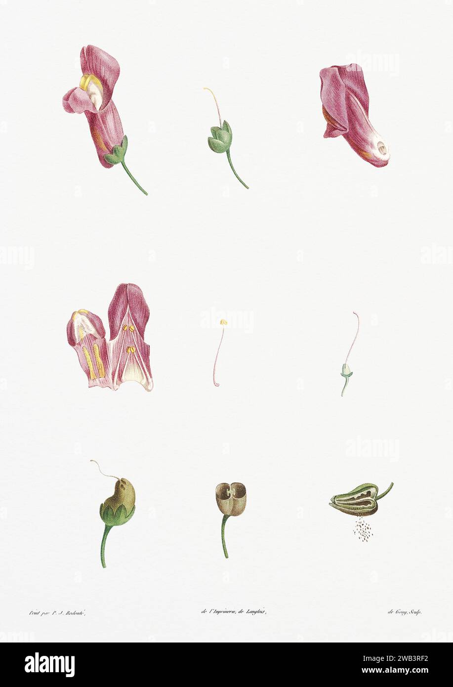 Illustration botanique vintage. art botanique du 19e siècle représentant la physiologie des plantes et des fleurs. Circa 1805 Banque D'Images