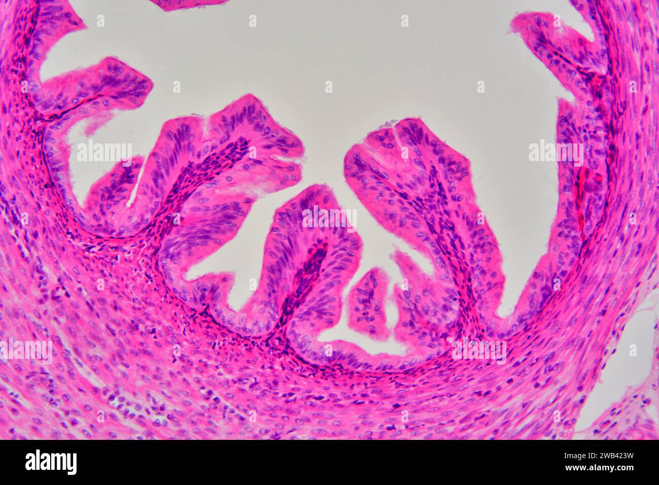 Tube de Falopian montrant de l'extérieur (vers le bas) à l'intérieur : couche muscularis, sous-muqueuse, muqueuse lamina propria et épithélium cilié. Photomicrographe X150 AT Banque D'Images