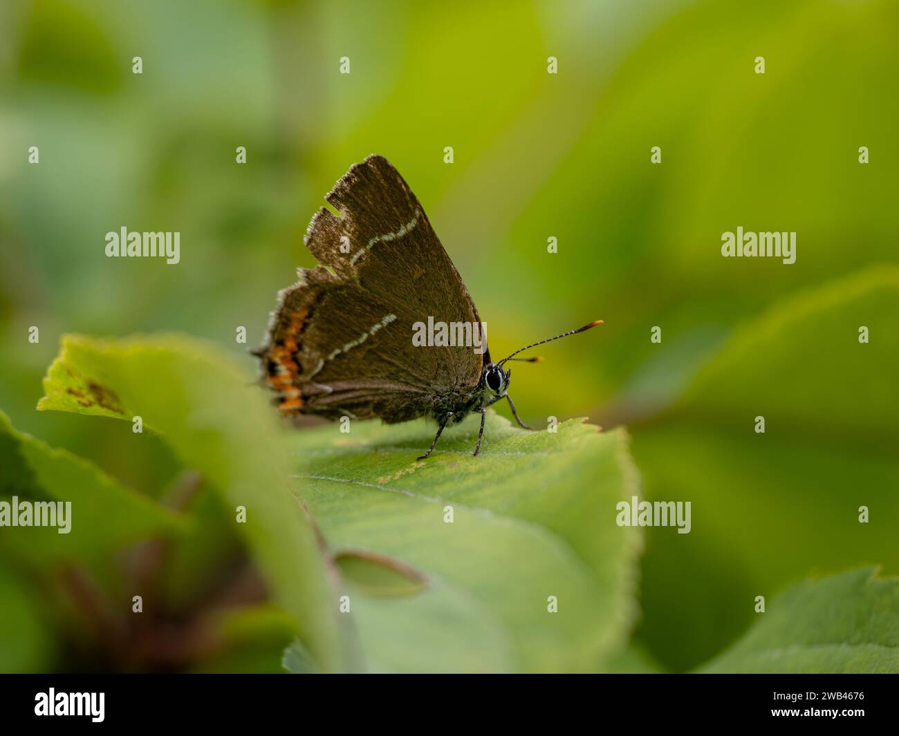 Lettre blanche Hairstreak Butterfly reposant sur une feuille Banque D'Images