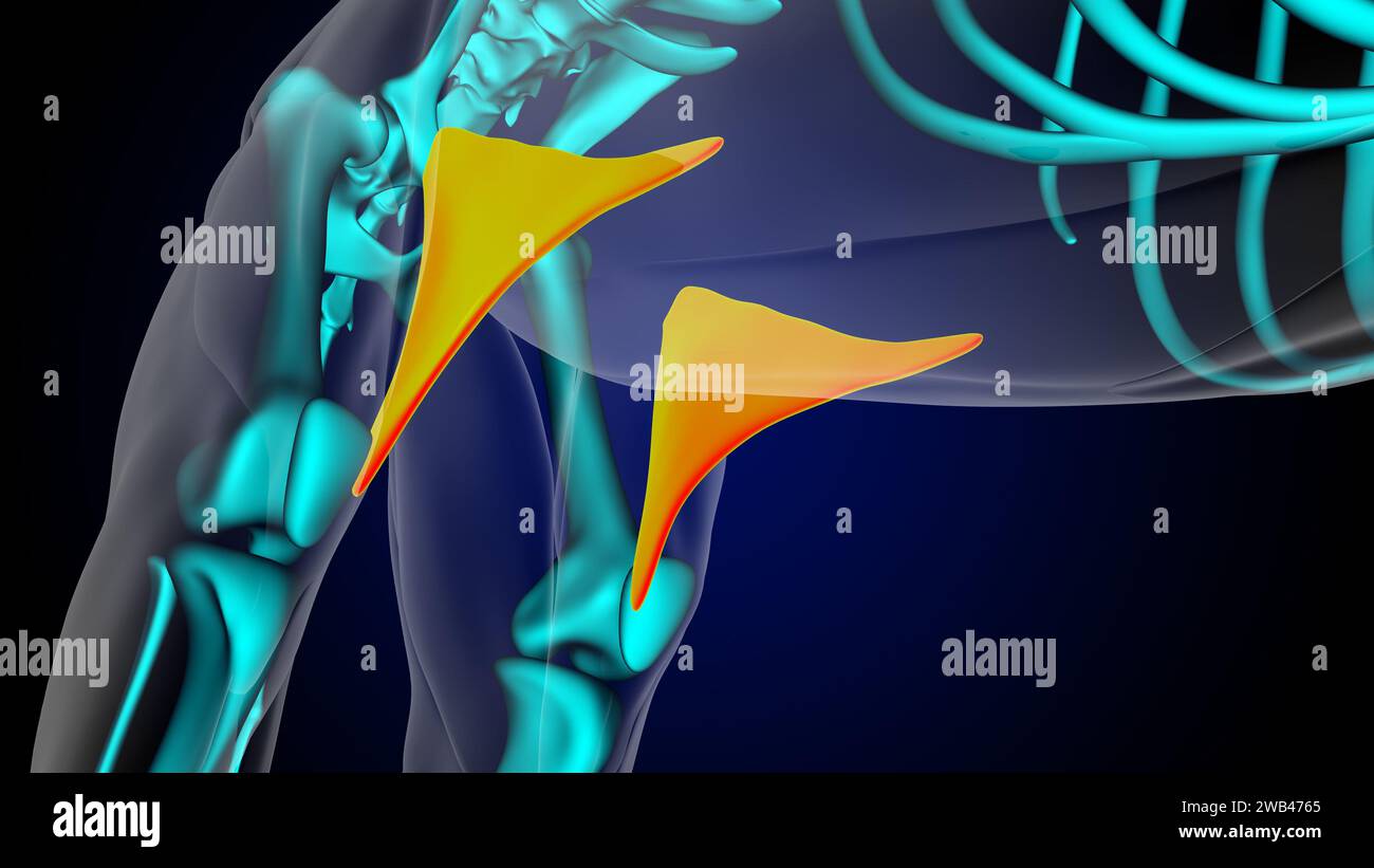 Pli à l'anatomie du muscle de lion de muscle de cuisse pour l'illustration 3D de concept médical Banque D'Images
