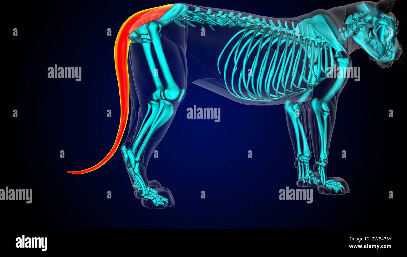 Muscle de queue de l'anatomie du muscle de lion pour l'illustration 3D du concept médical Banque D'Images
