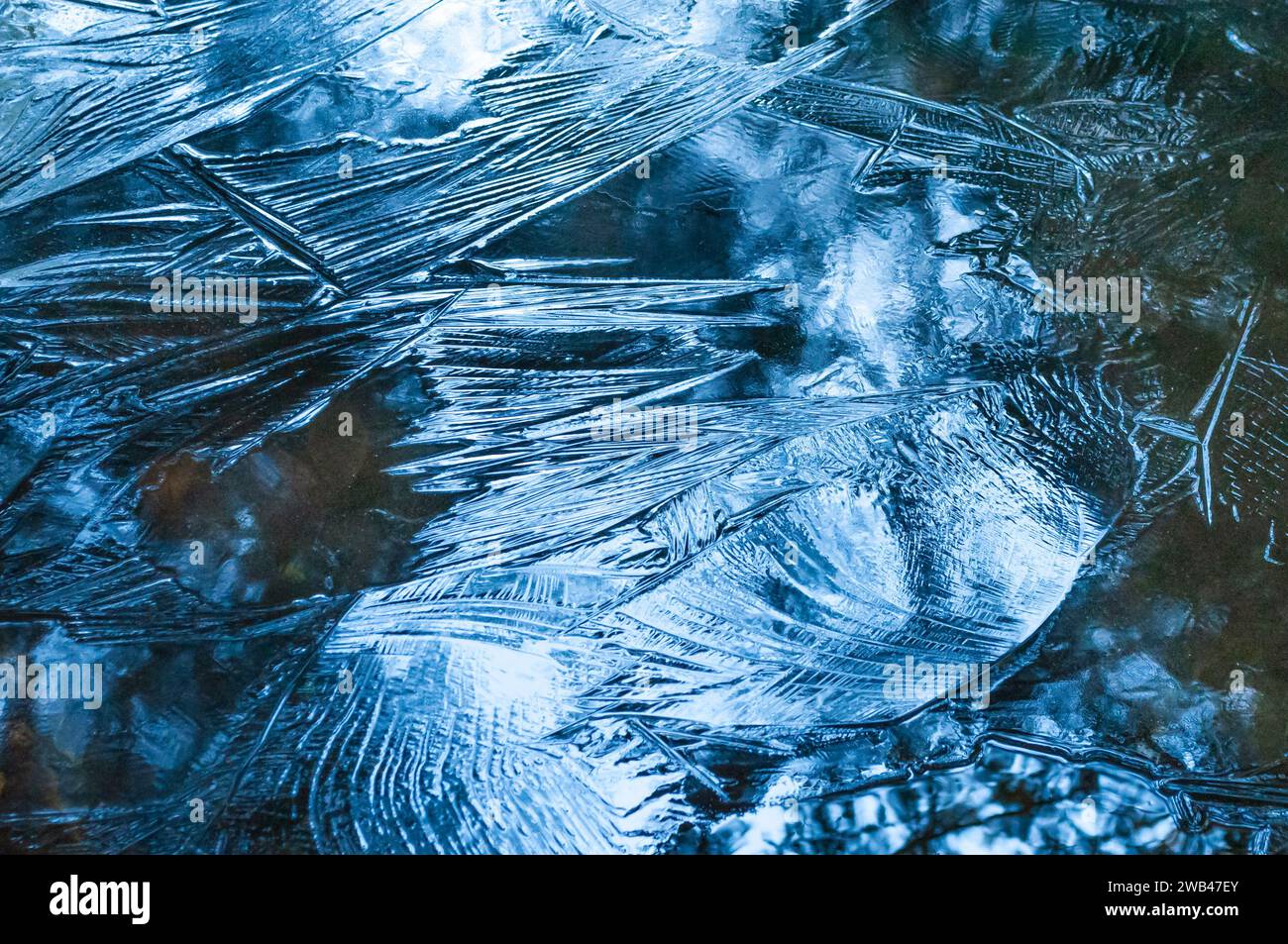 Glace sur un étang vernal dans la région de la forêt sauvage de Lake George dans les montagnes Adirondack de l'État de New York Banque D'Images