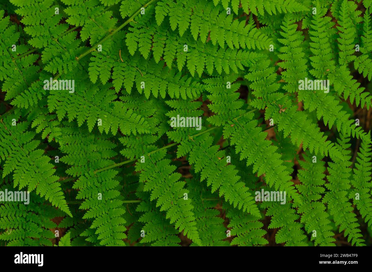 Fougère spinulose (Dryopteris carthusiana) en été pousse dans les étangs siamois Wilderness Areabin the Adirondack Mountains de l'État de New York Banque D'Images