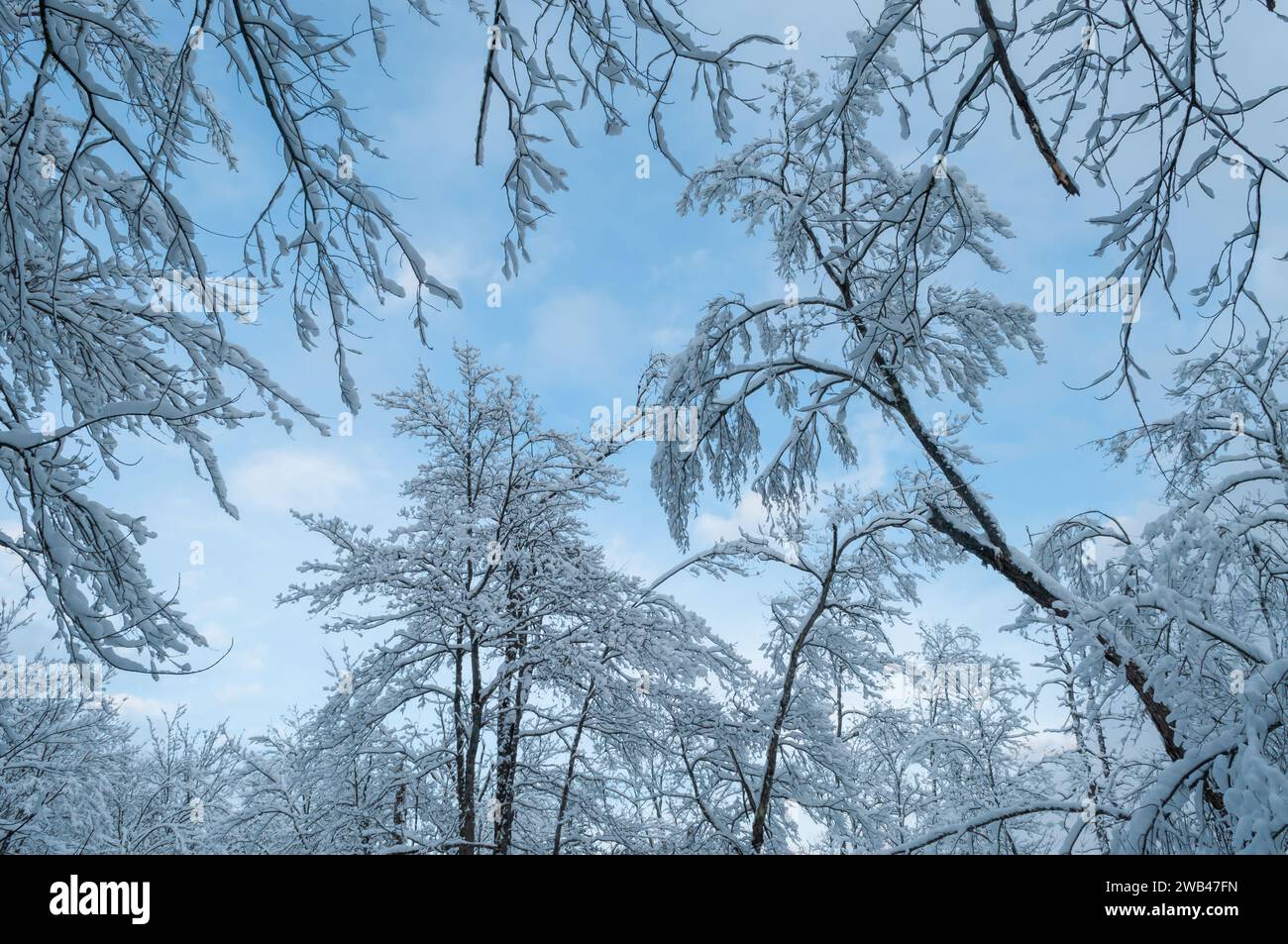 Arbres couverts de neige dans la nature sauvage de Silver Lake dans les montagnes Adirondack de l'État de New York Banque D'Images