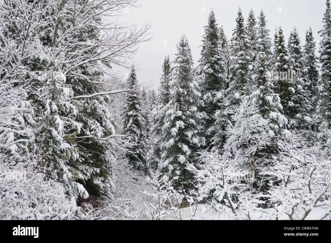Arbres dans les montagnes Adirondack après une chute de neige dans la région sauvage de Silver Lake dans la réserve forestière Adirondack dans l'État de New York Banque D'Images