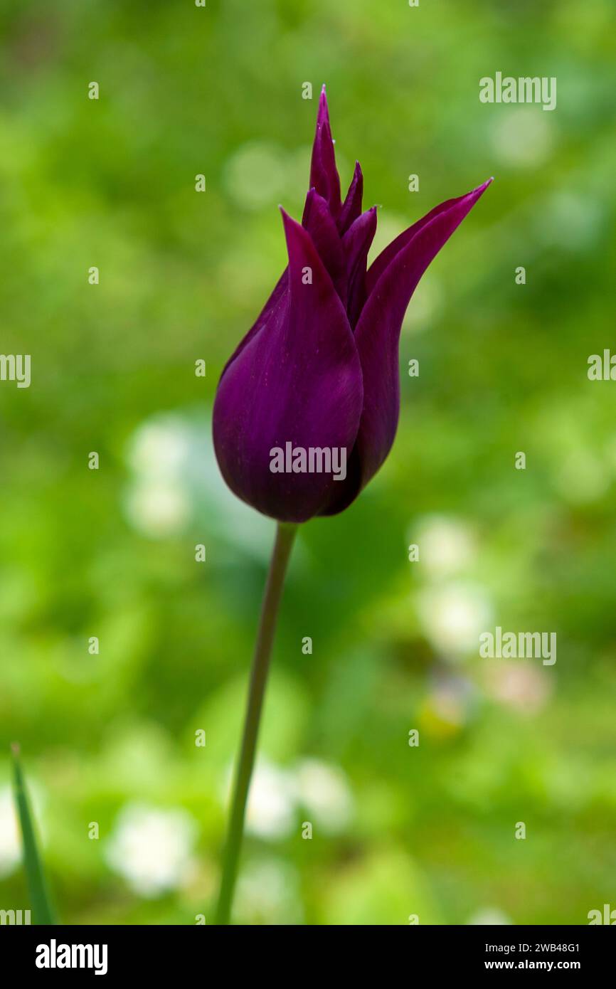 Gros plan d'une seule fleur : tulipe 'Purple Dream', Arundel Castle Gardens, West Sussex, Royaume-Uni Banque D'Images