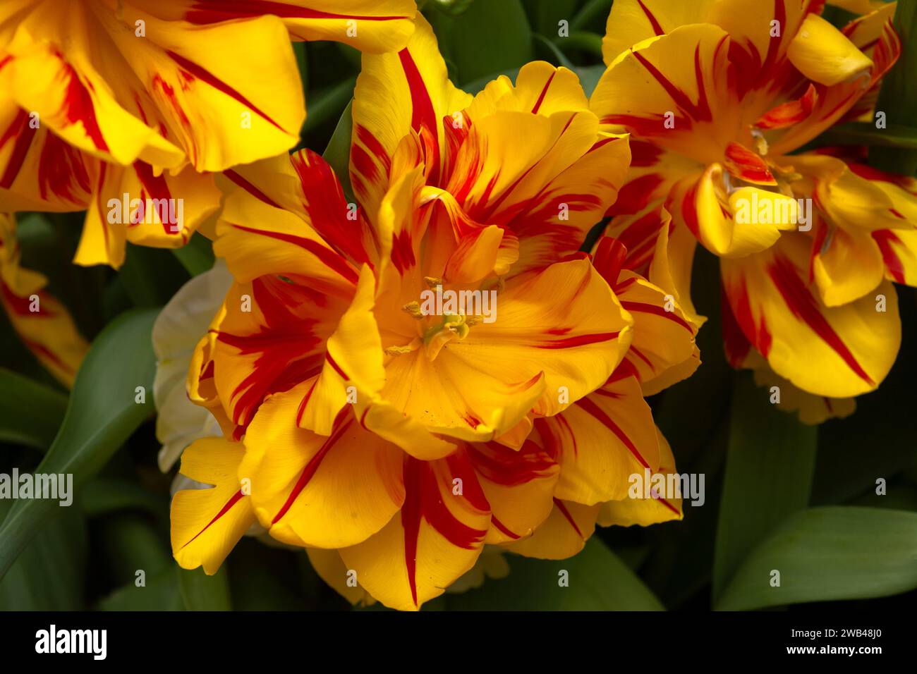 Golden Nizza Double fleurs de tulipe rouge et jaune, Festival des tulipes du château d'Arundel. Arundel, West Sussex, Royaume-Uni Banque D'Images