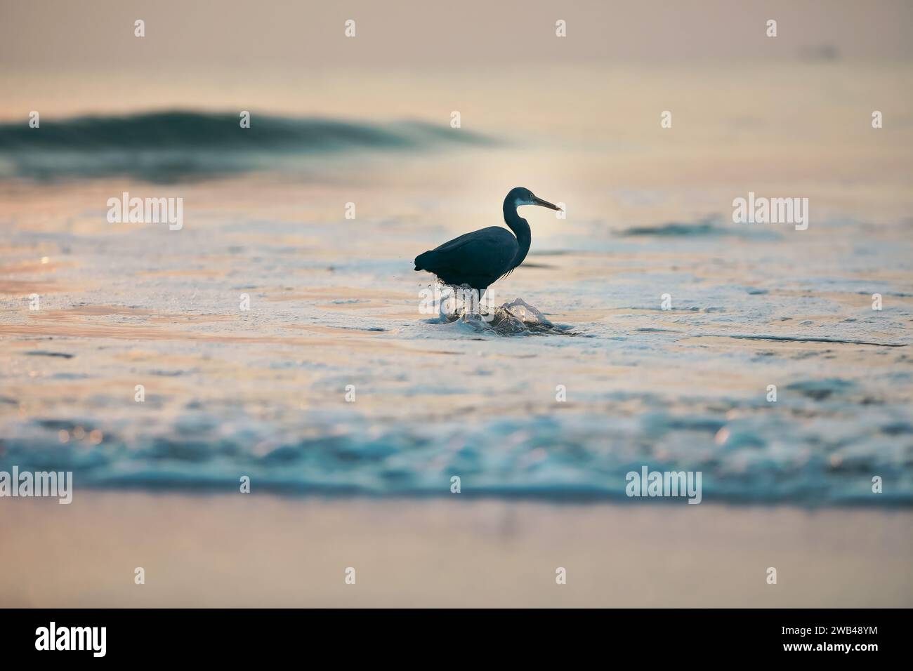 Un oiseau aventureux pataugera dans les eaux turquoises tranquilles d'une plage, explorant ses environs Banque D'Images