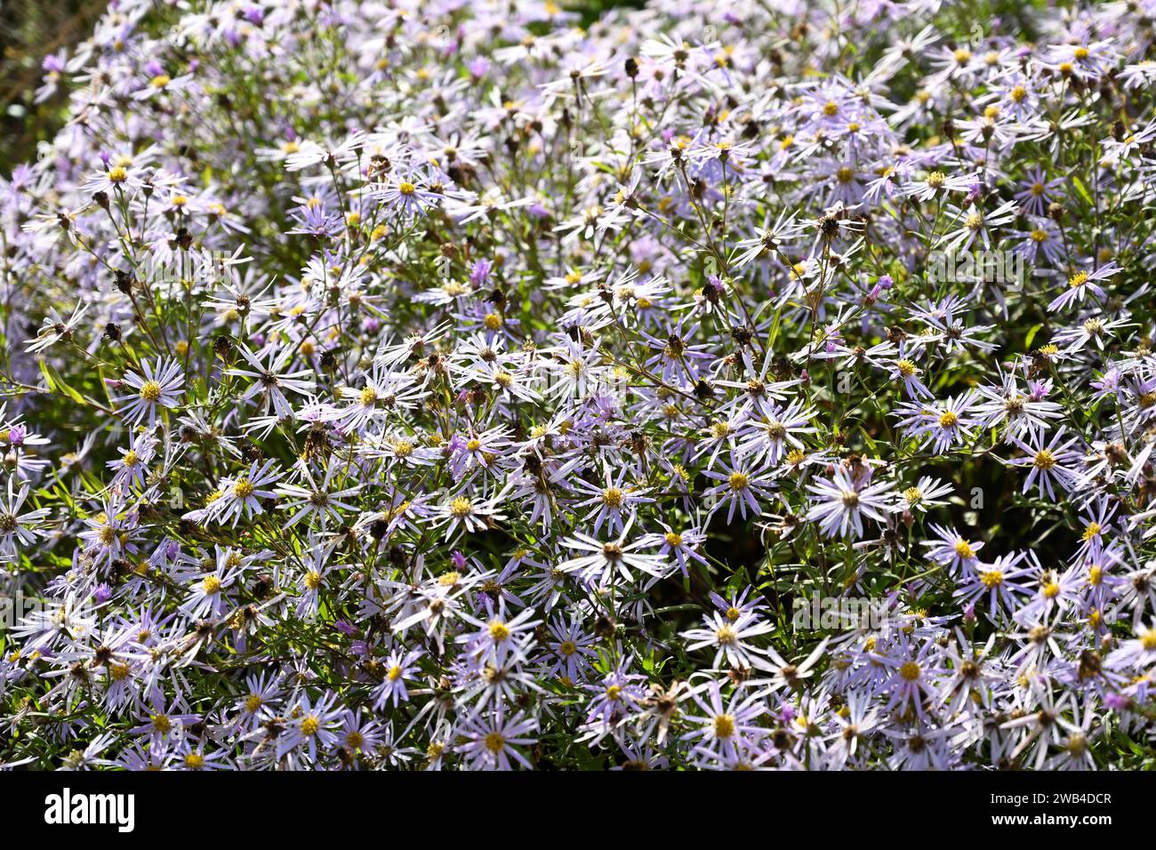 Fleurs pourpre pâle étoilé fin d'été de marguerites michaelmas ou Aster x frikartii poussant dans le jardin britannique septembre Banque D'Images