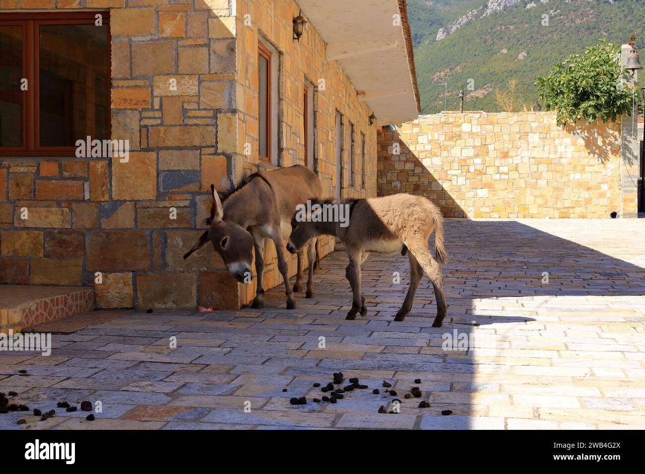 Ânes dans une église de Pustec, parc national de Prespa en Albanie Banque D'Images