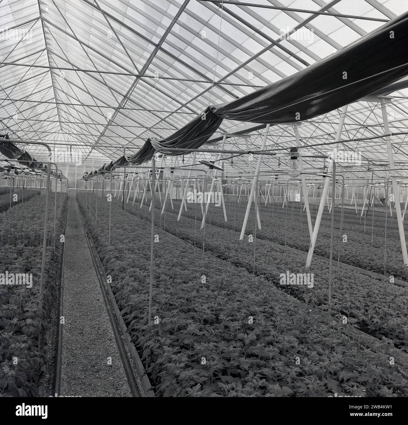 Années 1960, historique, plantes poussant dans une pépinière commerciale, Angleterre, Royaume-Uni. Banque D'Images