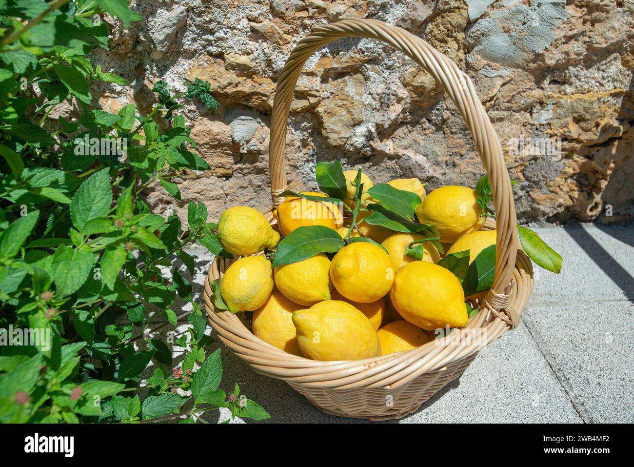 Panier de citrons, Majorque, îles Baléares, Espagne Banque D'Images