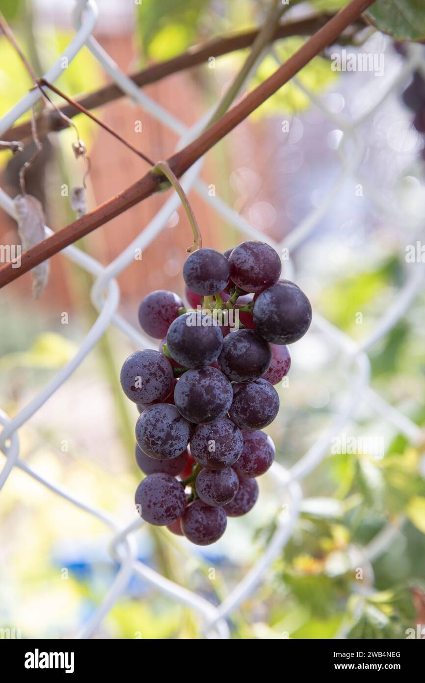 Cultiver des raisins dans un jardin familial, Saskatchewan Canada Banque D'Images