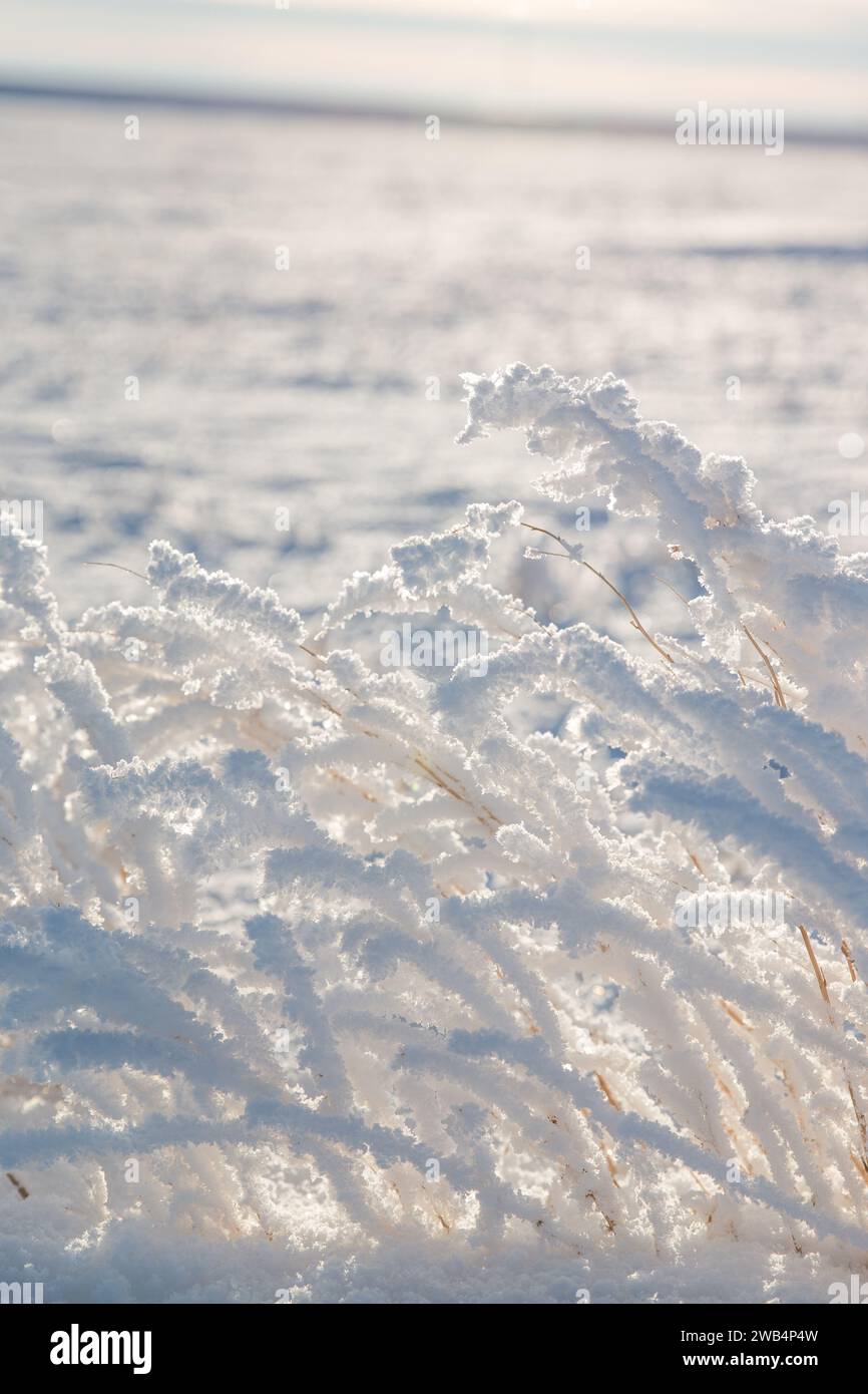 L'herbe couverte par le rhoarfrost, la prairie canadienne en hiver, janvier 2023 Banque D'Images