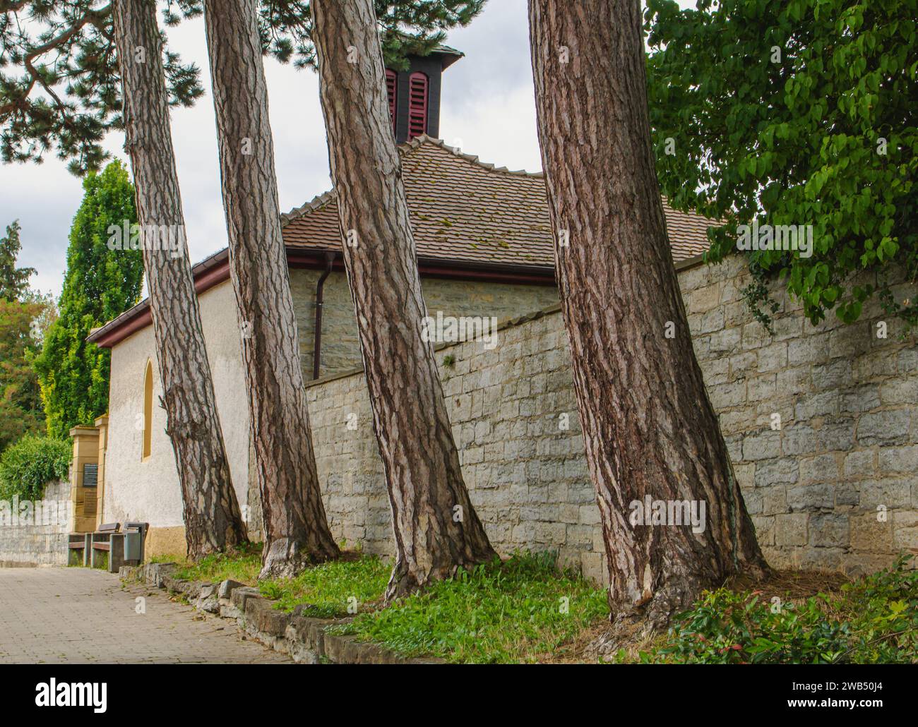 Quatre pins rouges européens (Pinus sylvestris) au mur du cimetière de Kochendorf, Bad Friedrichshall dans le sud de l'allemagne Banque D'Images