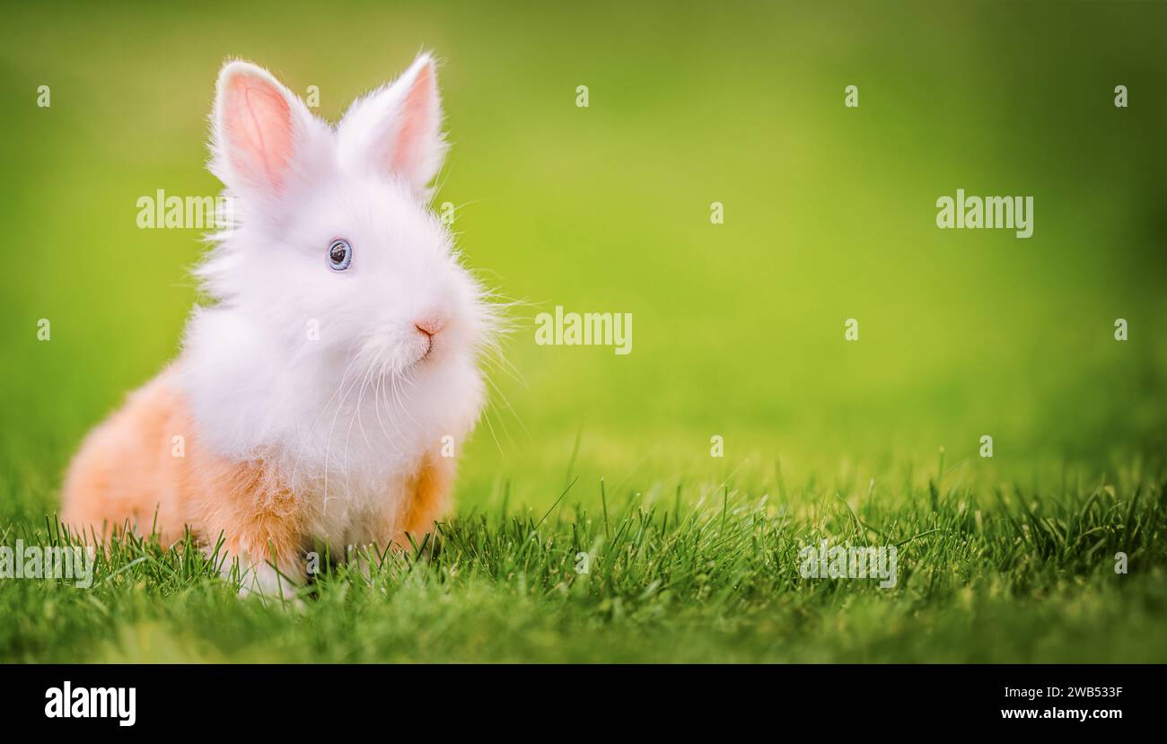 Maison lapin décoratif à l'extérieur. Petit lapin. Lapin de Pâques Banque D'Images