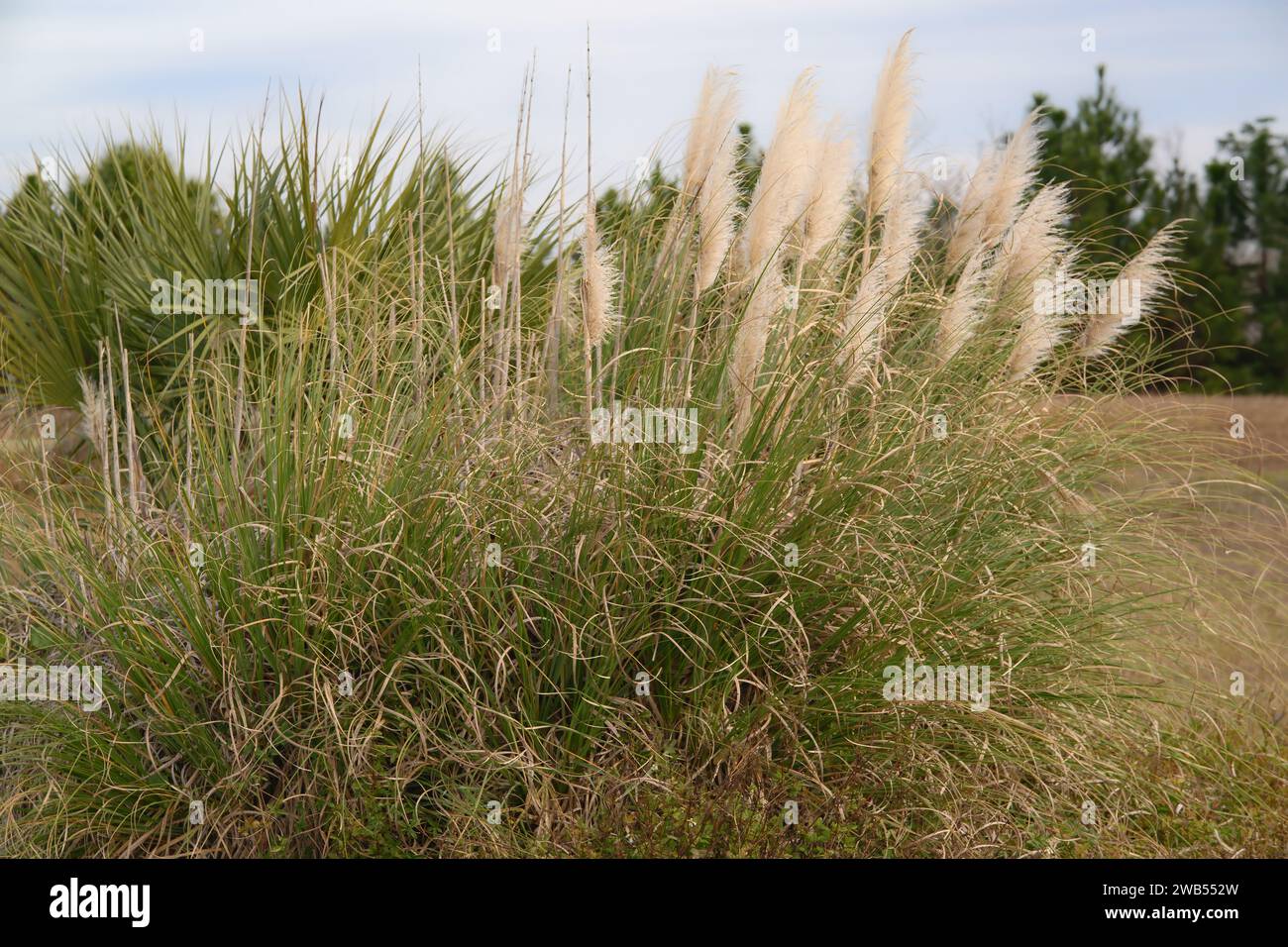 La brise hivernale souffle à travers les panaches d'herbe de pampas Banque D'Images
