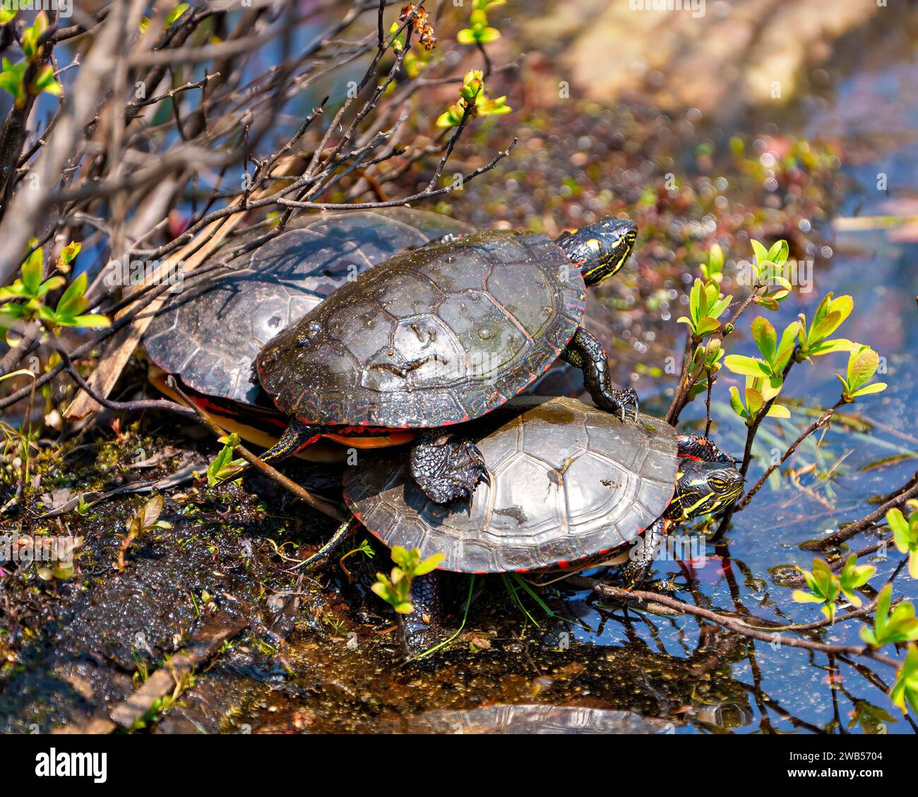 Trois tortues peintes debout sur une bûche de mousse avec la végétation des marais dans leur environnement et leur habitat environnant. Une tortue debout sur les autres. Banque D'Images