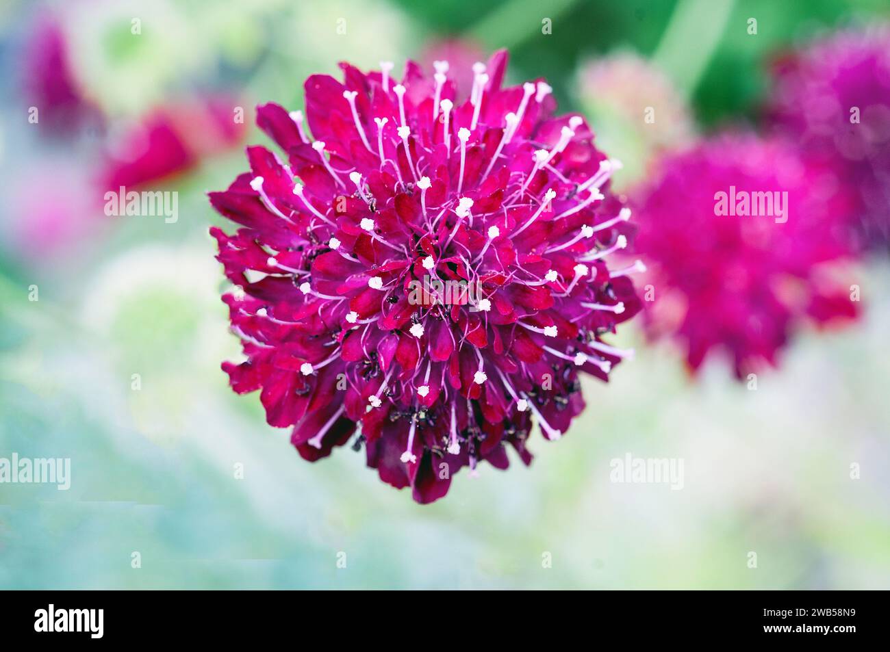 Knautia macedonica ou Scabiosa rumelica un agrégat formant une vivacité herbacée avec des fleurs rouges violettes et des étamines blanches également appelé fleur en coussin Banque D'Images