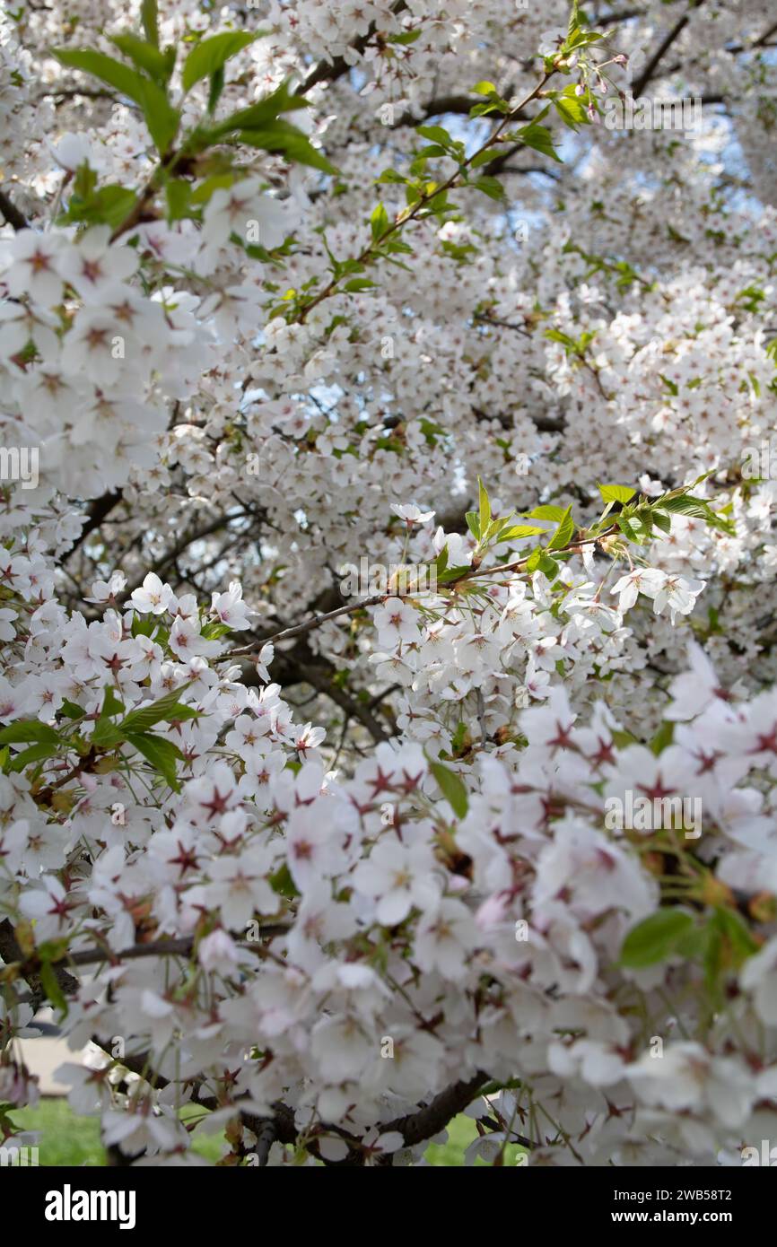 Photo de la nature, fleurs blanches fleurissent sur une branche ensoleillée les pétales délicats et la journée ensoleillée créent une scène sereine, incarnant la beauté d'un paisible Banque D'Images