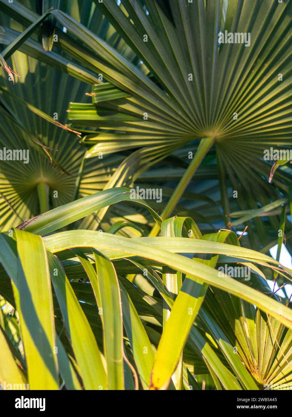 Fond de feuilles de palmier. Fines feuilles étroites et longues. Botany. Plantez dans une aprka au sud de la mer Noire Banque D'Images