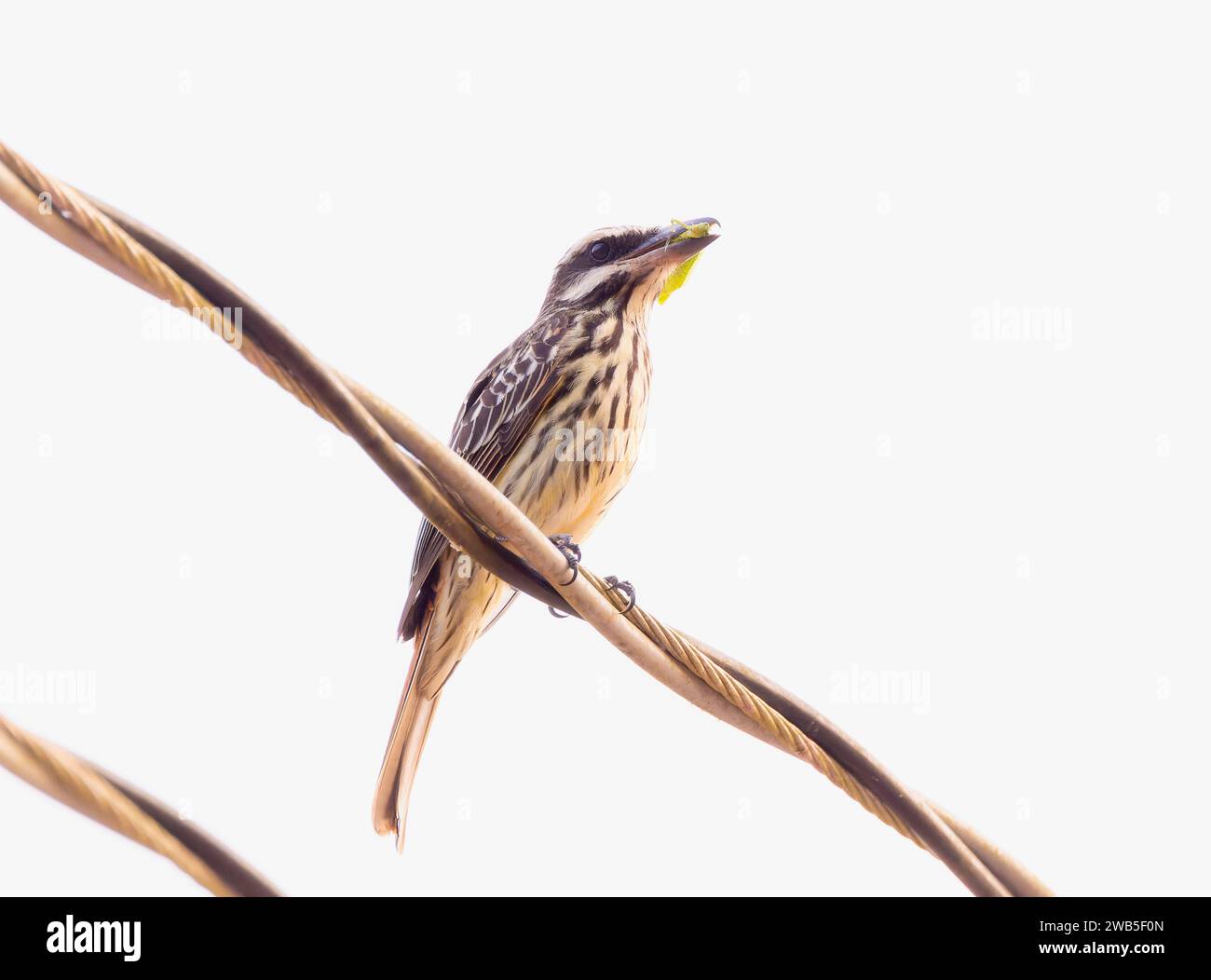 Flycatcher strié (Myiodynastes maculatus) avec un Gecko de maison tropicale (Hemidactylus mabouia) au Brésil Banque D'Images