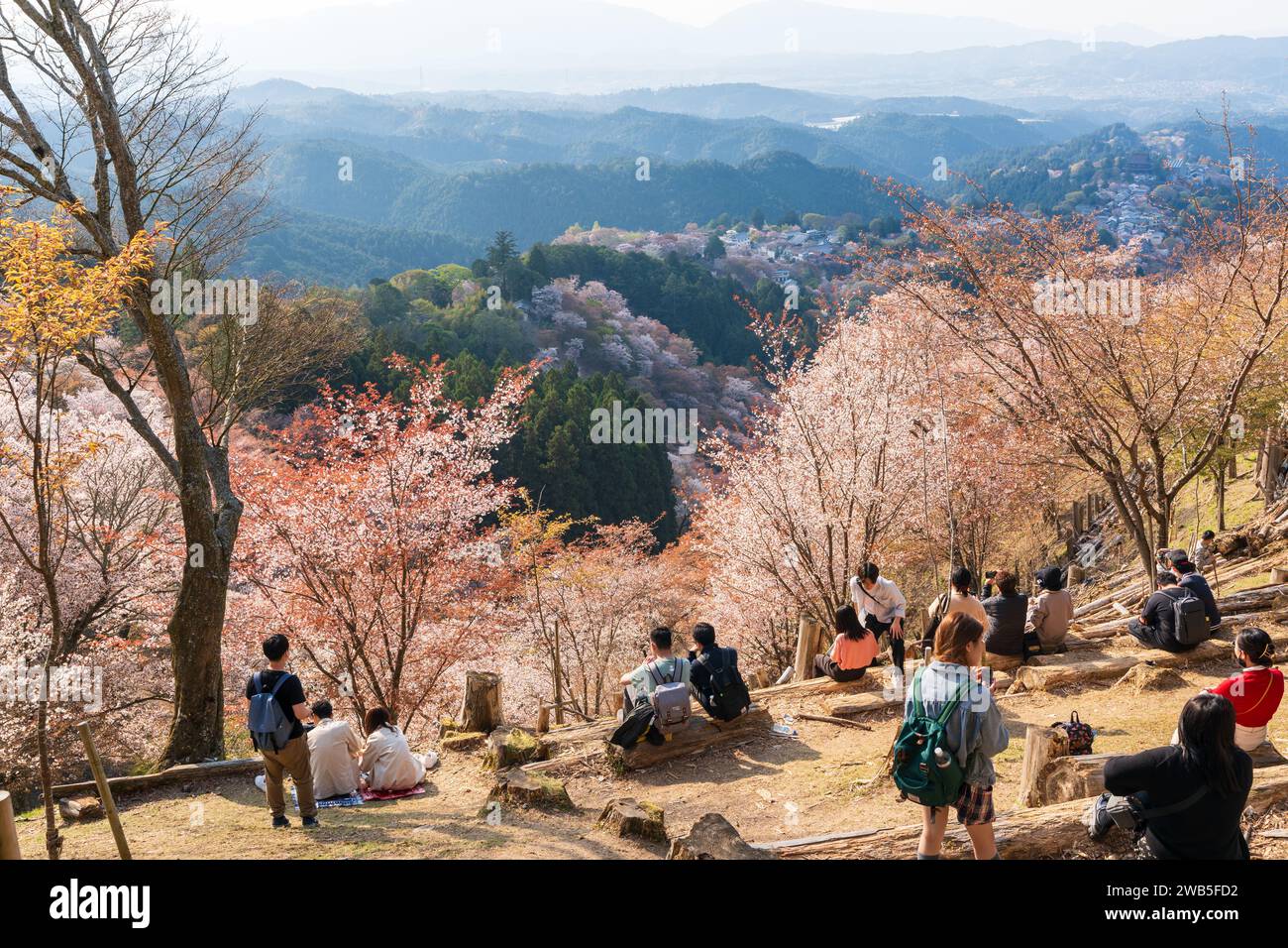 Cerisiers en fleurs en pleine floraison au mont Yoshino, parc national de Yoshino-Kumano. District de Yoshino, préfecture de Nara, Japon. Banque D'Images