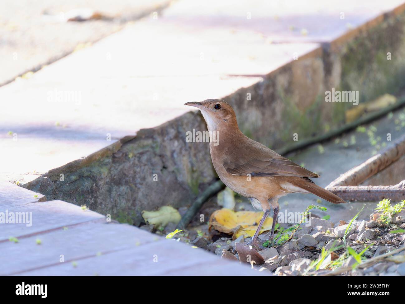 Rufous Hornero (Furnarius rufus) au Brésil Banque D'Images