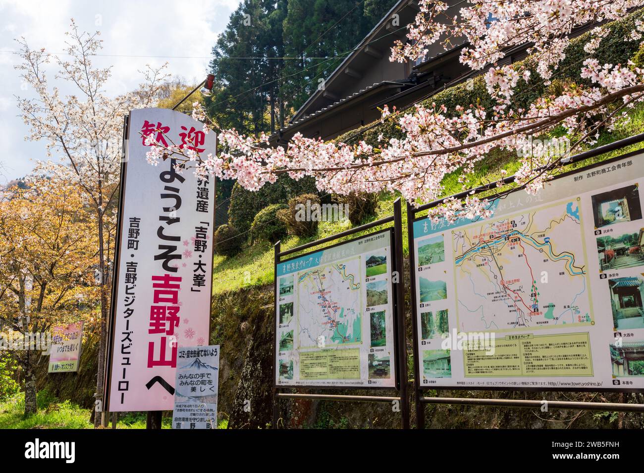 District de Yoshino, préfecture de Nara, Japon - 3 avril 2023 : cerisiers en fleurs au mont Yoshino, gare de Yoshino. Banque D'Images