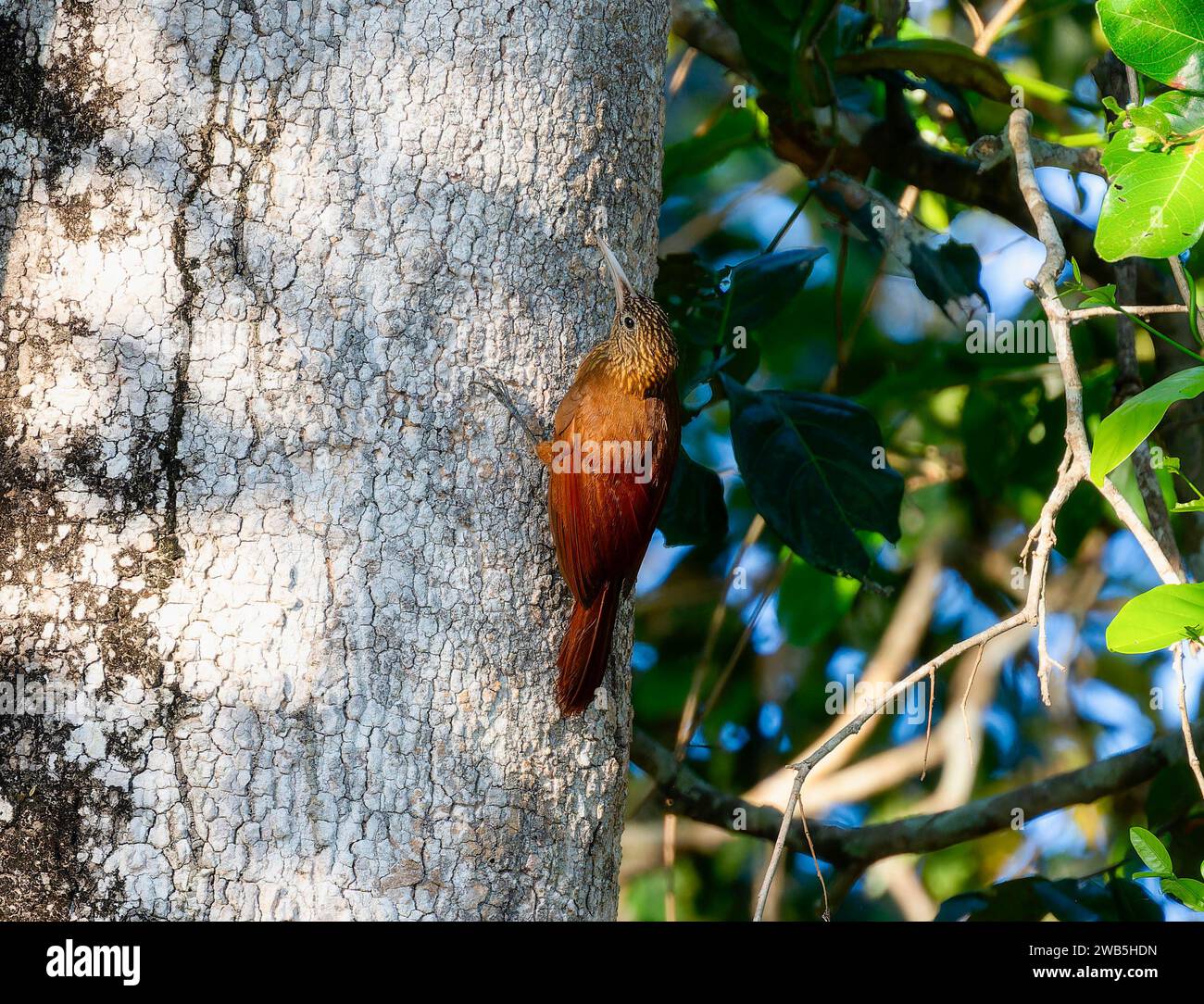 Xiphorhynchus guttatus Banque de photographies et d’images à haute