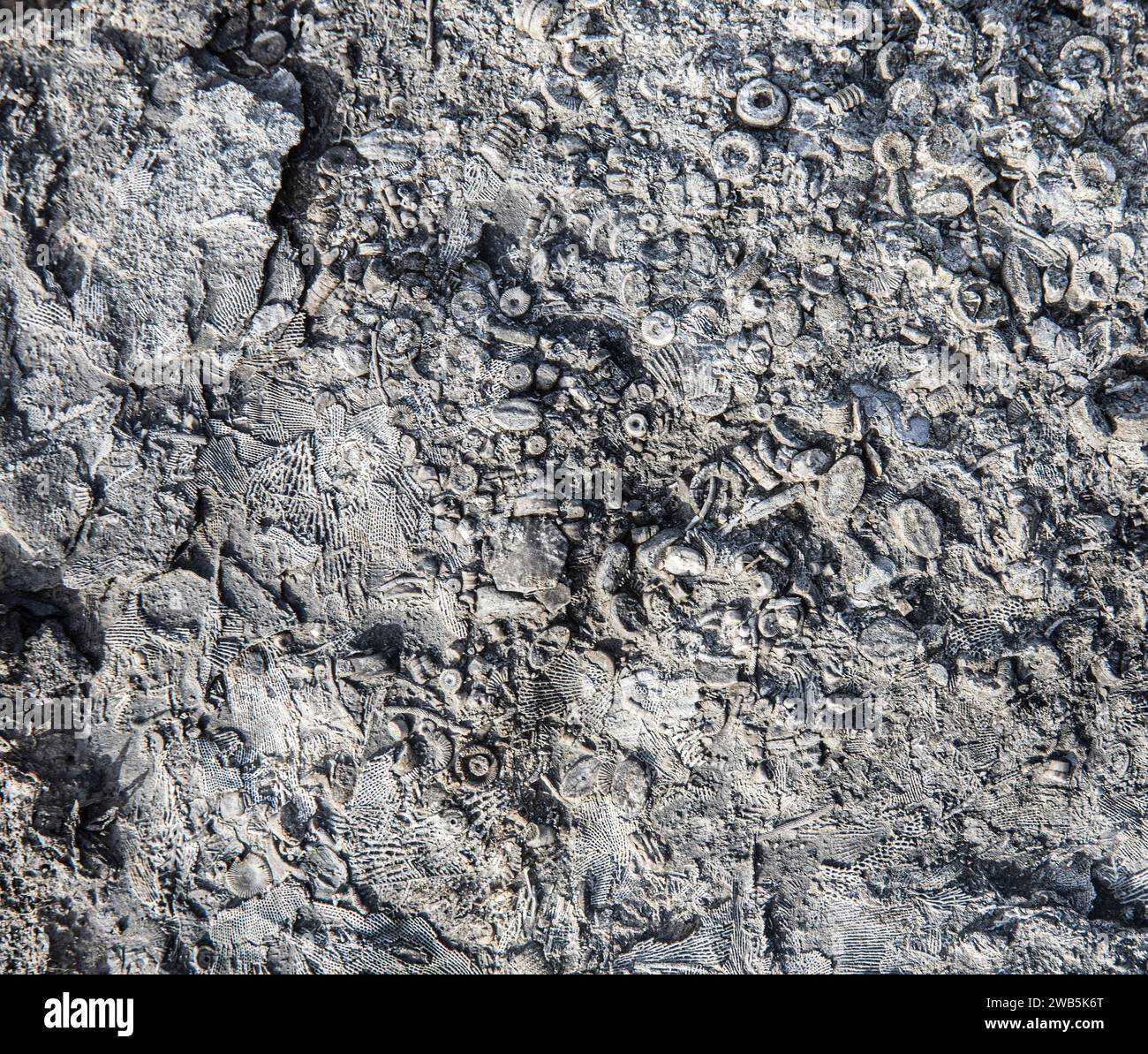 Fossiles crinoïdes et bryozoaires Banque D'Images