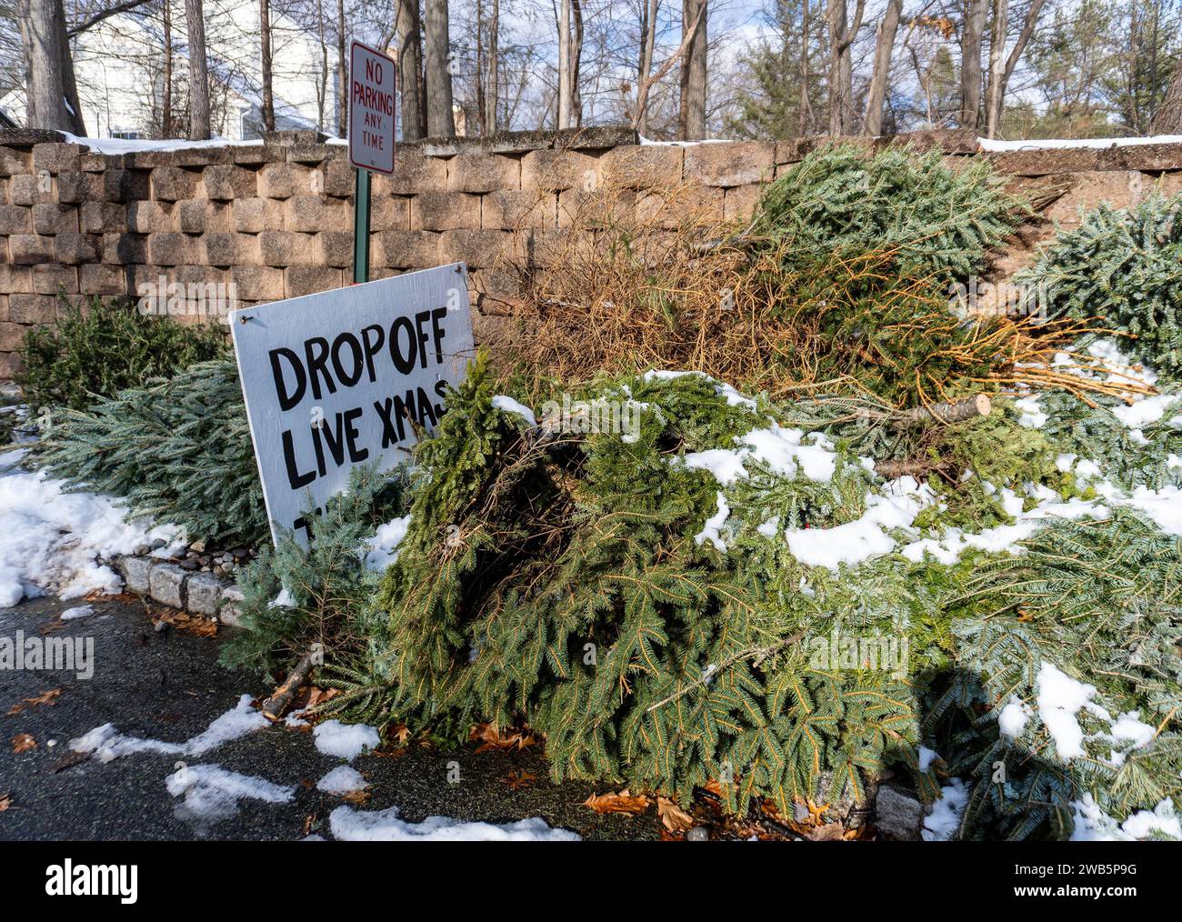 Pile de sapins de Noël à recycler dans un complexe d'appartements Banque D'Images