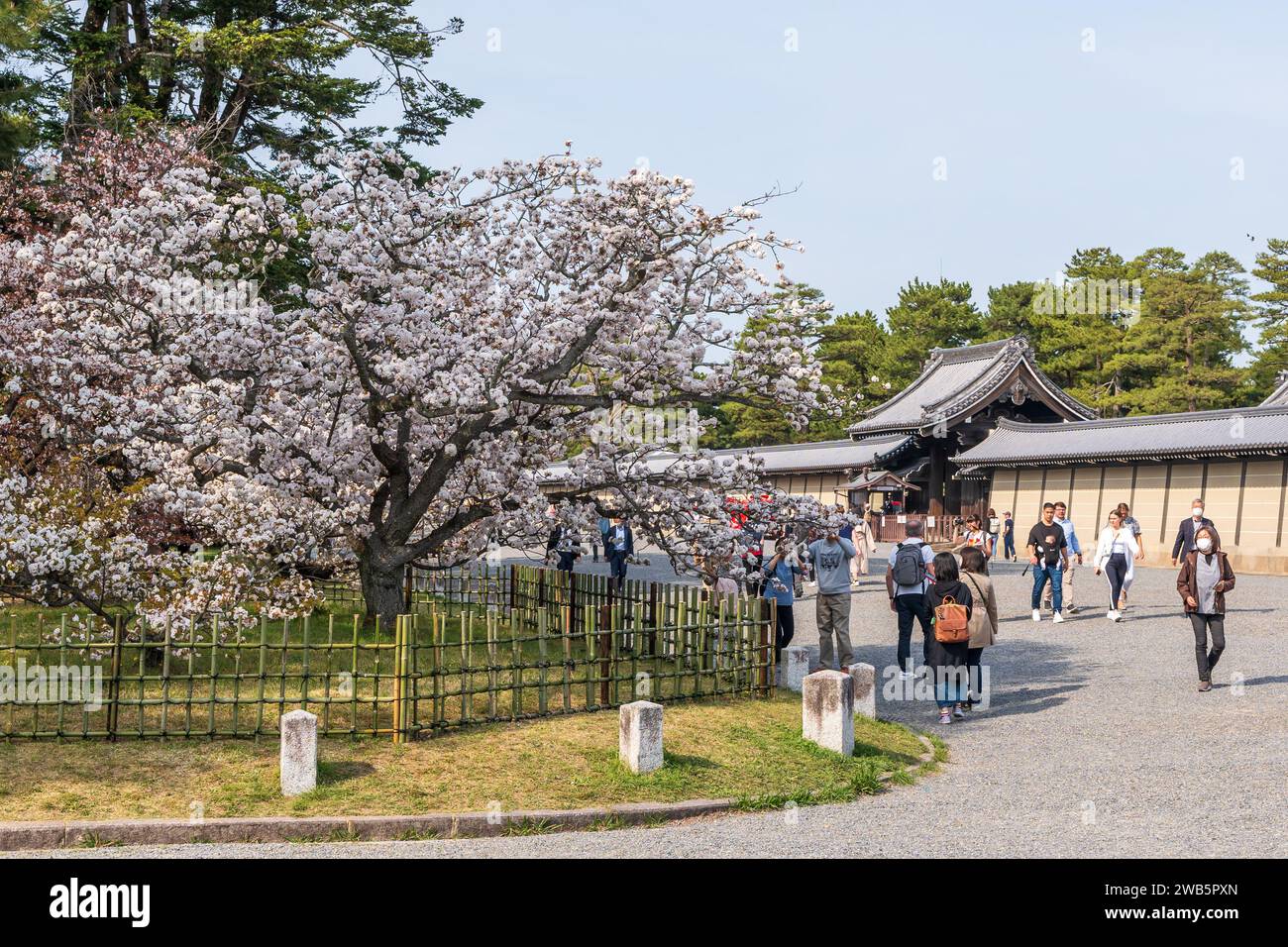 Fleurs de cerisier dans le jardin national de Kyoto Gyoen. Kyoto, Japon. Banque D'Images