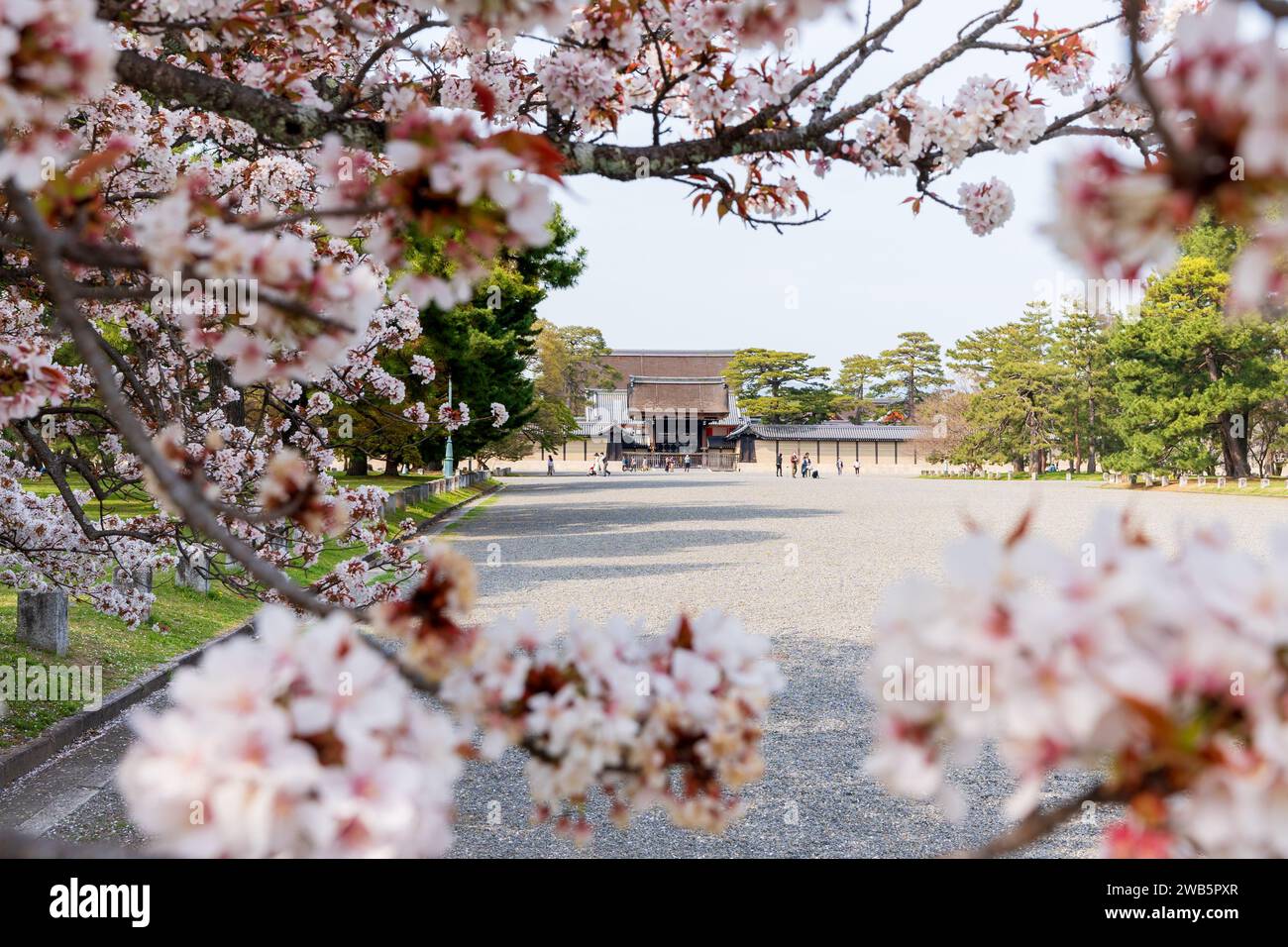 Fleurs de cerisier dans le jardin national de Kyoto Gyoen. Kyoto, Japon. Banque D'Images