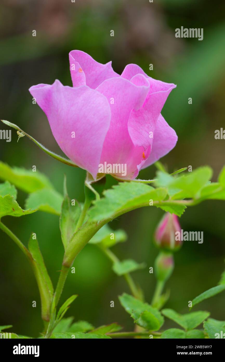 Rose sauvage le long de Swan Creek Trail, Gallatin National Forest, Montana Banque D'Images