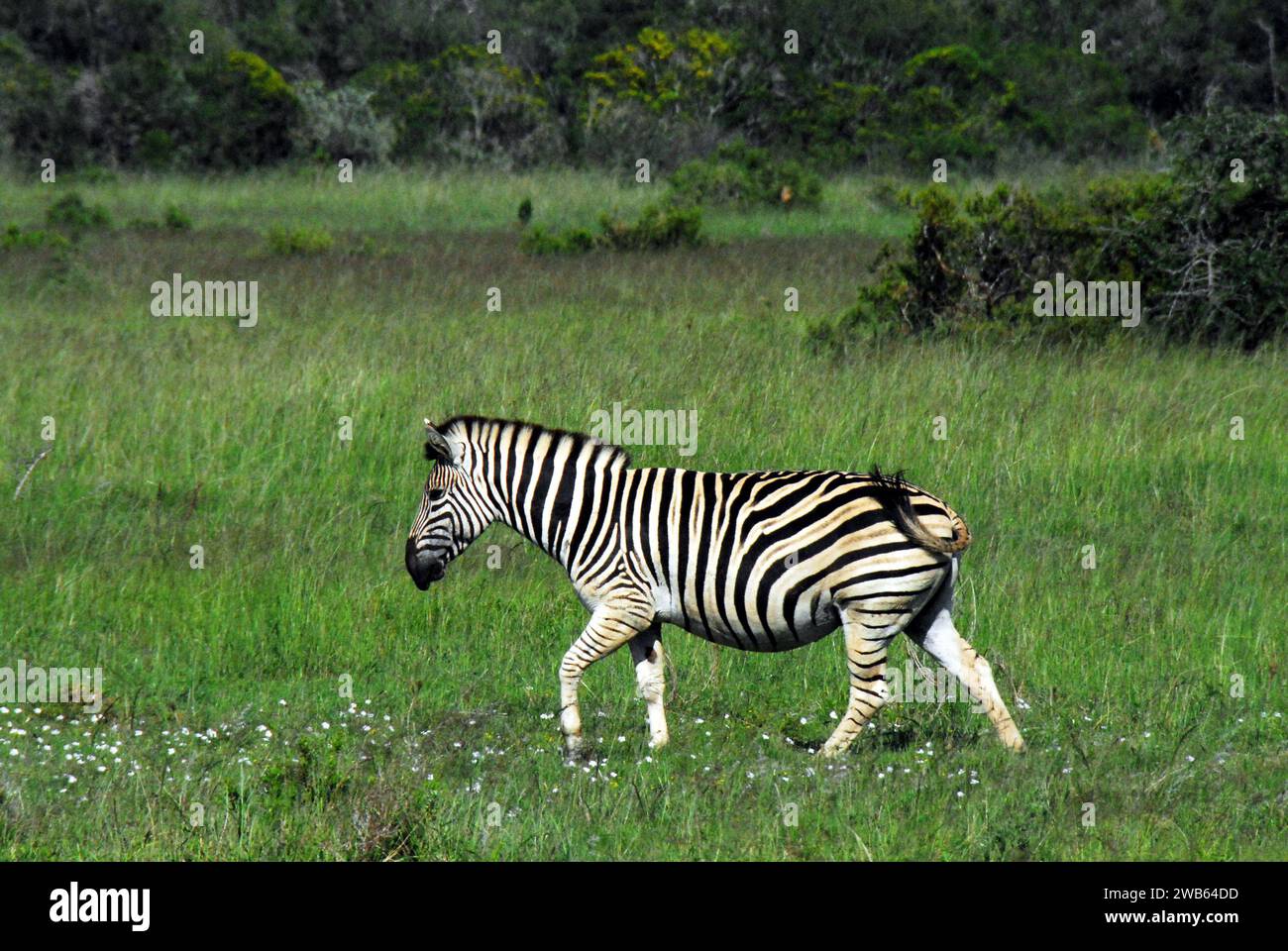 Une image charmante d'un zèbre sauvage marchant dans les fleurs sauvages dans la nature sauvage sud-africaine. Banque D'Images