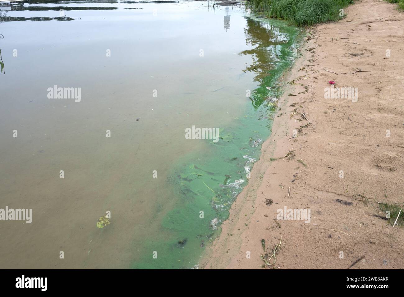 Écume verte de l'étang en août, le long du bord du lac Viljandi, Estonie. Banque D'Images