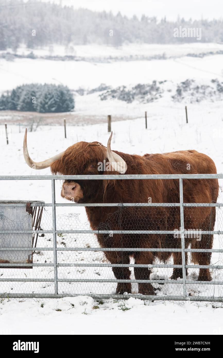 Vache des Highlands derrière une porte dans la neige. Castle Roy, Highlands, Écosse Banque D'Images