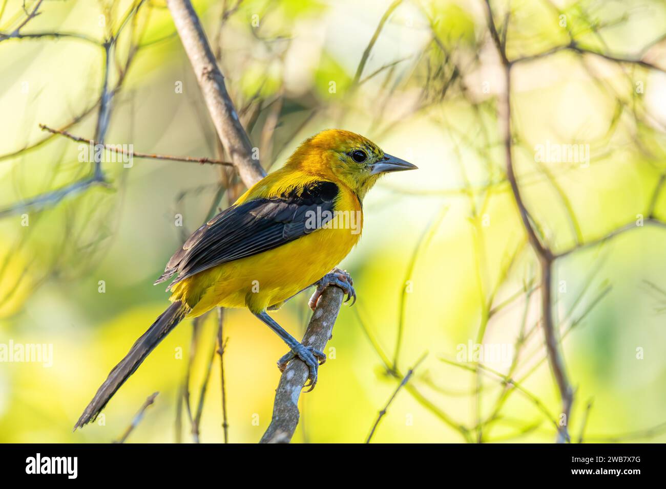 L'oriole jaune (Icterus nigrogularis) est un oiseau passine de la famille des Icteridae. Minca, Sierra Nevada de Santa Marta, Magdalena Department. Faune Banque D'Images