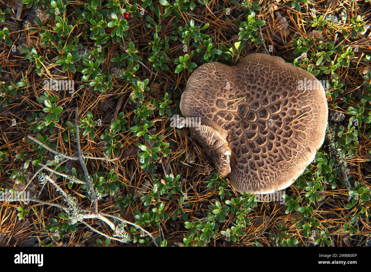 Gros plan sur un champignon brun, gros et large. Le champignon des dents écailleuses, Sarcodon squamosus, est commun dans les vieilles forêts de pins éparses. Banque D'Images