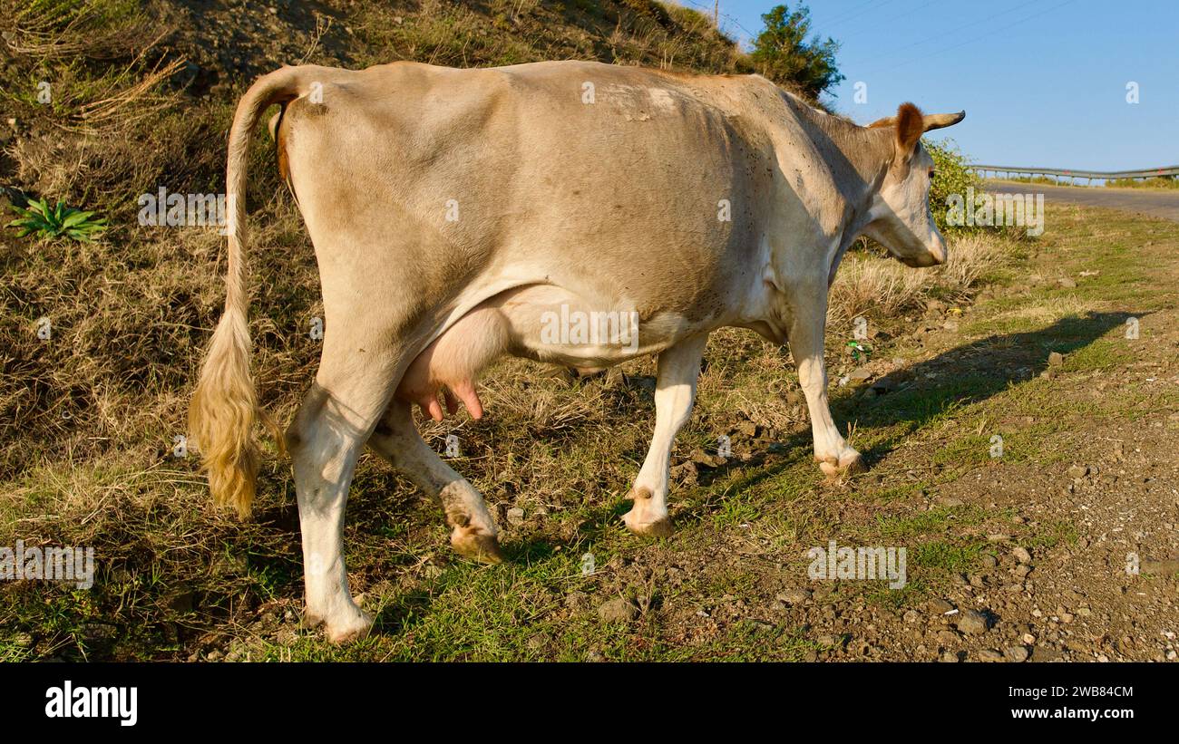 Vache à lait jaune marchant dans la campagne. Vache adulte retournant à la grange dans la soirée. Banque D'Images