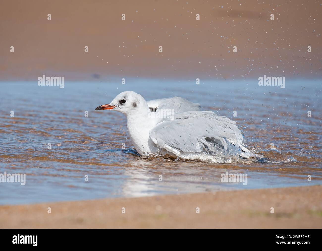 Mouette à tête noire (Chroicocephalus ridibundus) se baignant sur la plage dans une flaque d'eau, journée ensoleillée en été dans le nord de la France Banque D'Images