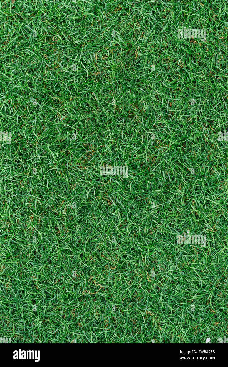 Un gros plan de fond d'herbe verte luxuriante Banque D'Images