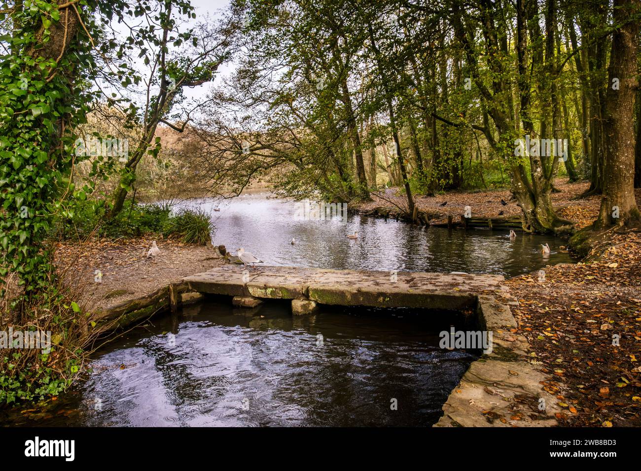 Une petite passerelle au-dessus du Tehidy Stream qui coule dans Tehidy Woods Country Park à Cornwall au Royaume-Uni. Banque D'Images Une petite passerelle au-dessus du Tehidy Stream qui coule dans Tehidy Woods Country Park à Cornwall au Royaume-Uni. Banque D'Images