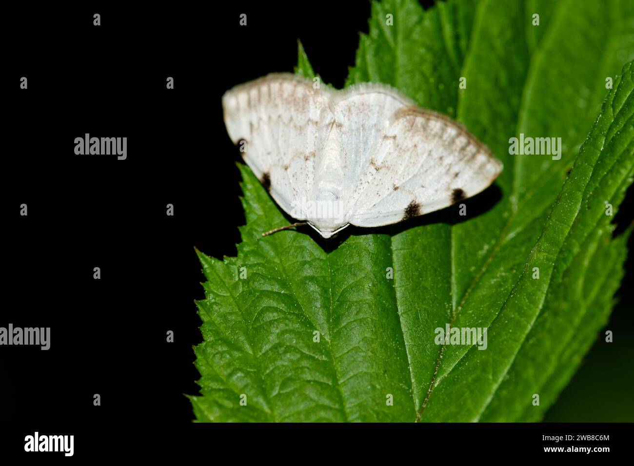 Papillon tacheté à pignons blancs (Lomographa bimaculata) Banque D'Images
