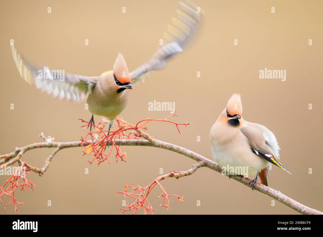 Prêt à battre le Royaume-Uni d'ADORABLES images de deux Waxwings dévorant sur des baies d'orange avant qu'ils ne s'embrassent tendrement ont été capturées le 7 janvier 2024. Cire Banque D'Images