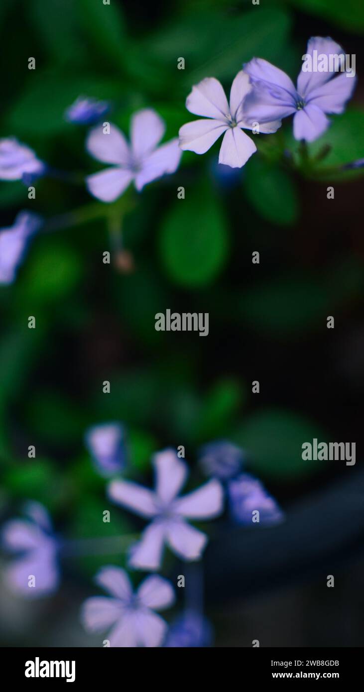 Gros plan des fleurs Plumbago Auriculata, la plante Forget-Me-Not Banque D'Images