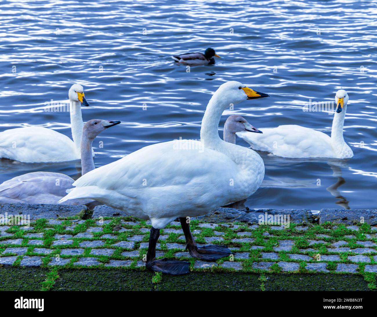 Un groupe de cygnes blancs sur la rive d'un lac cristallin, une image paisible et relaxante représentant la beauté et l'harmonie de la nature Banque D'Images