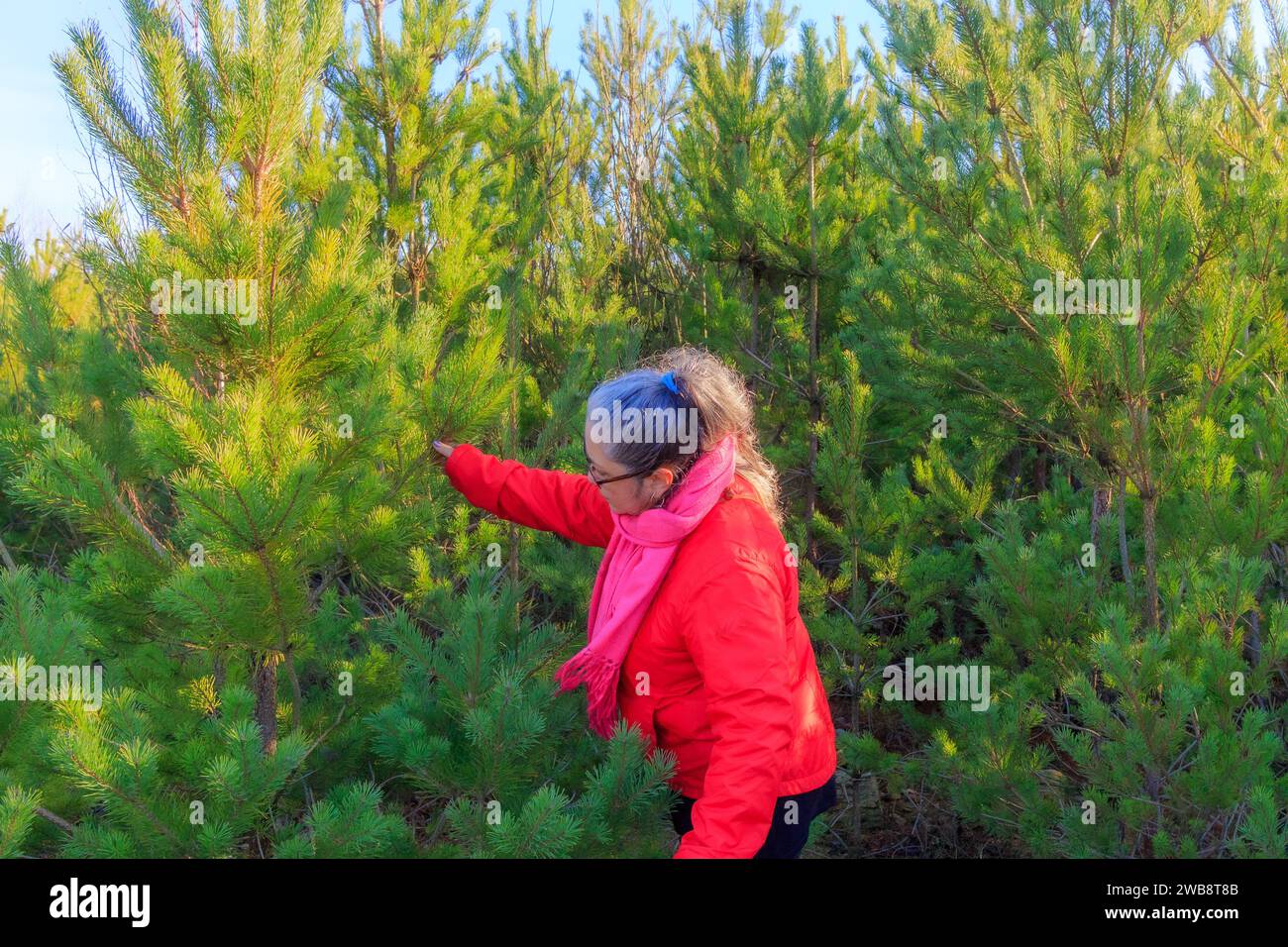 Femme adulte senior regardant et choisissant un pin à la ferme écologique d'arbres de Noël, pépinière près de la forêt, vêtements décontractés, veste rouge Banque D'Images