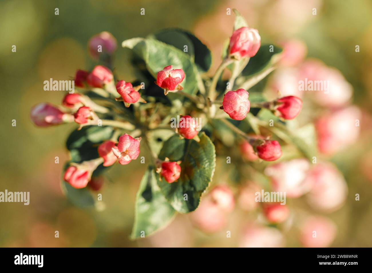 Bourgeons de fleurs de pommier rouges non ouverts, vue de face. Banque D'Images